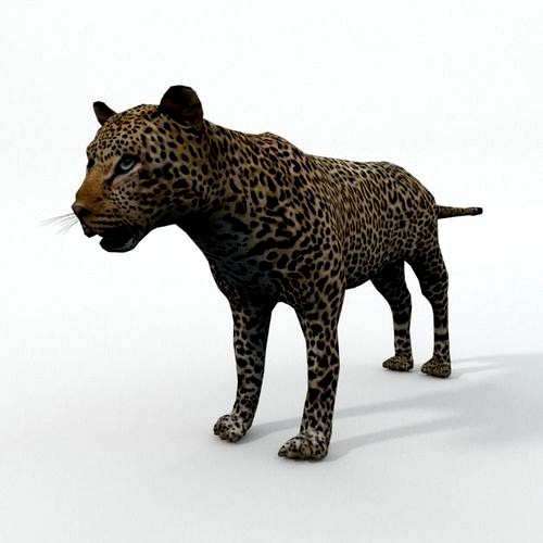 Leopard