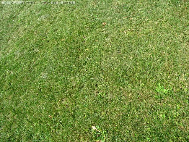 Grass1 3D Model