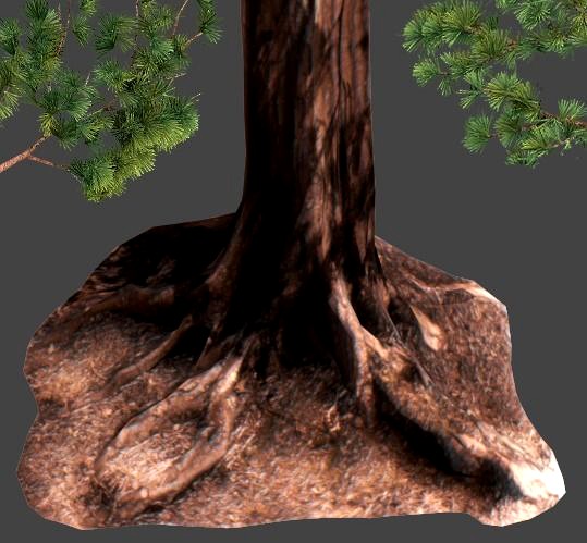 Sequoia Pine Tree