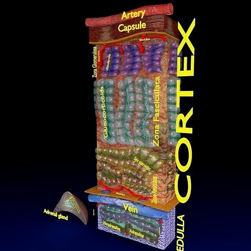 Adrenal gland gross microscopic