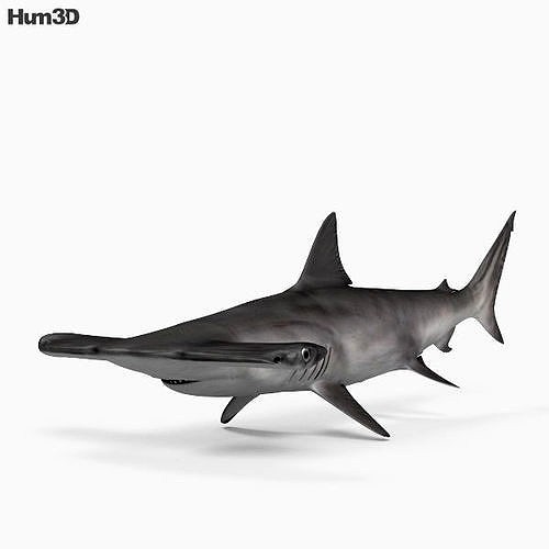 Smooth Hammerhead HD