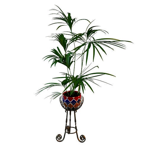 Palm in the pot