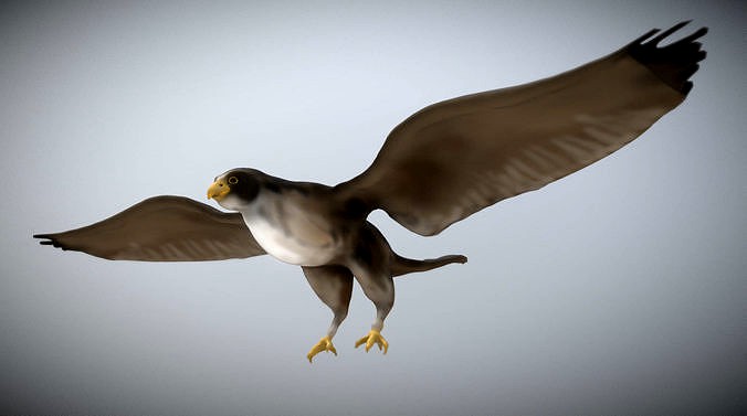 Falcon