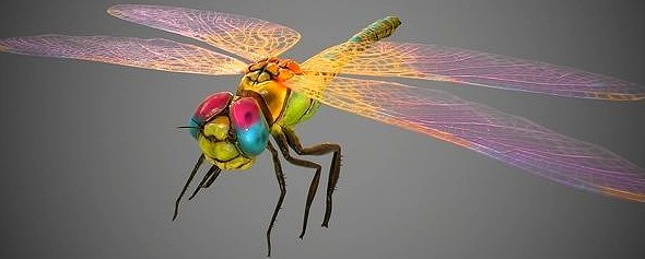 Low poly detailed colorful dragonfly rigged model