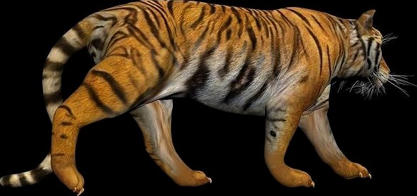 Photorealistic CGI Tiger Rigged 3D Model Low-poly 3D model