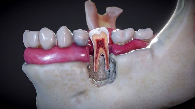Tooth Cross-Section