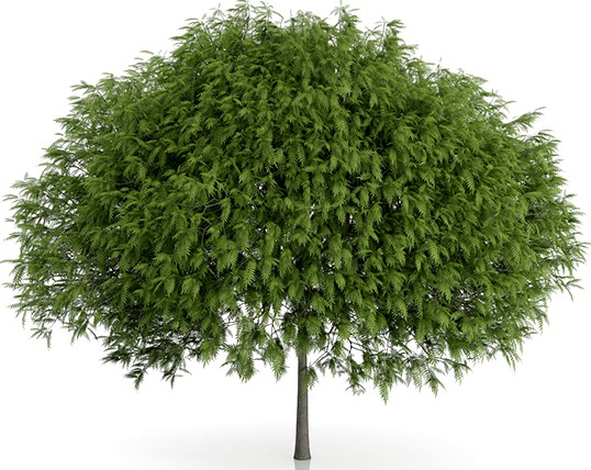 Staghorn Sumac Tree (Rhus typhina) 7.9m