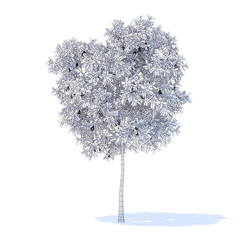 Pear Tree with Fruits 3D Model