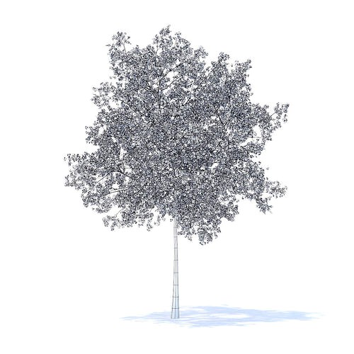 Cherry Tree with Flowers 3D Model