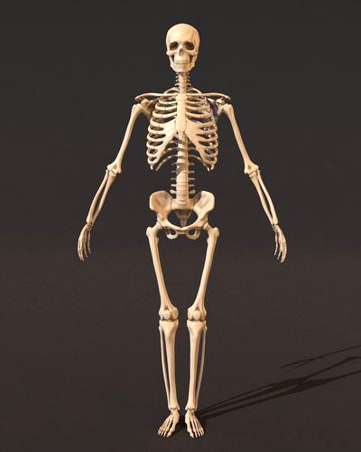 Human male skeleton