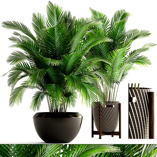 Collection of plants Areca Palm