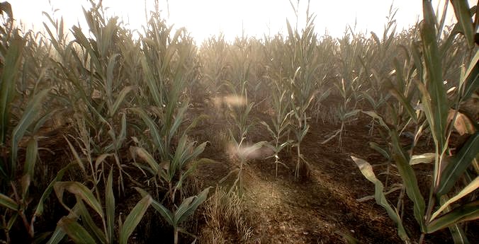 Realistic Optimized Corn