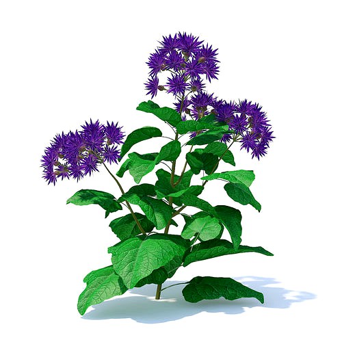 Thistle 3D Model