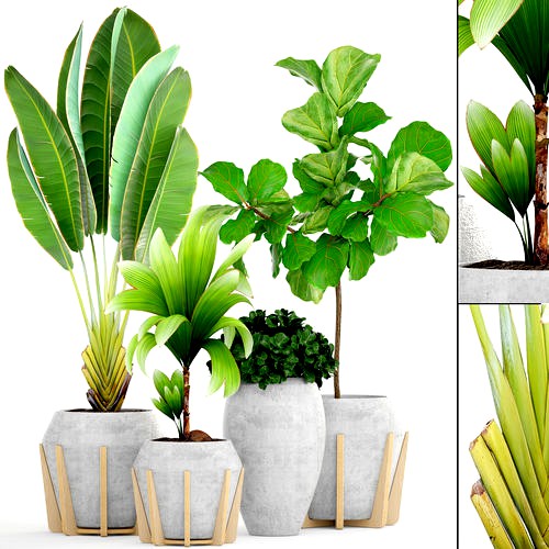 Collection of tropical plants