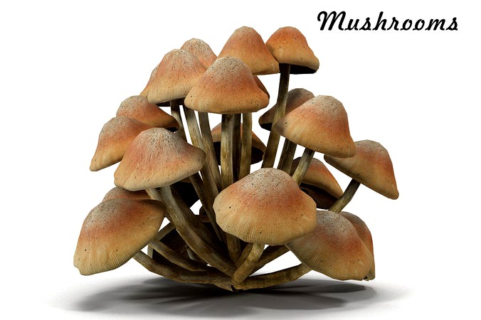 Mushrooms