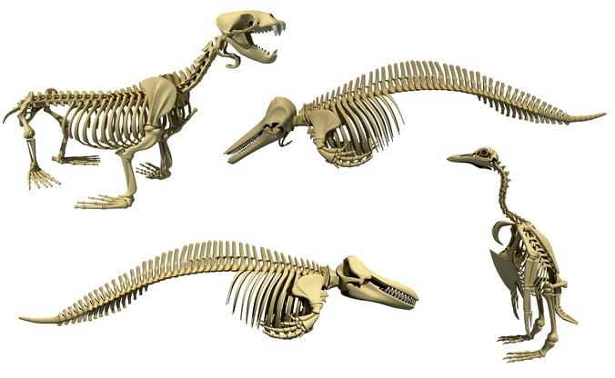 Ocean Skeleton 3D Models