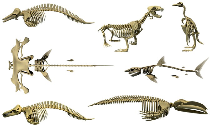 Aquatic Skeletons Models