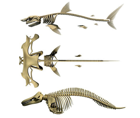 Sharks Skeletons 3D Models