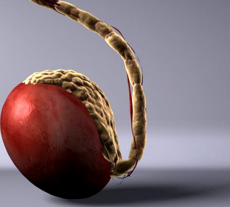 Human Testicle  Medical 3D Model