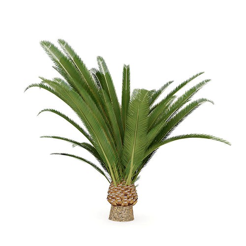 Pineapple Palm