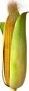 Corn Maize Cob