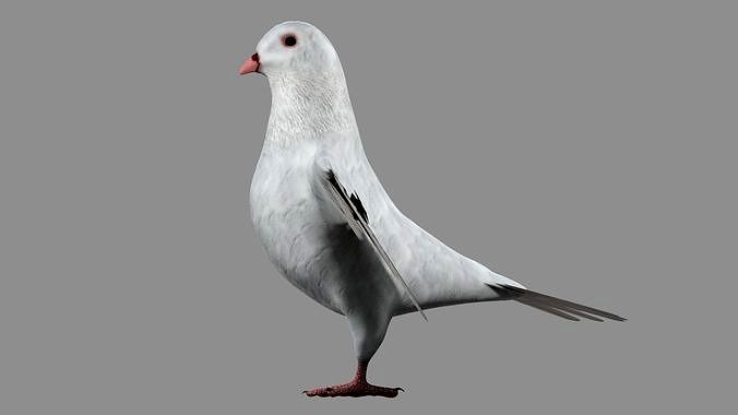 White Pigeon