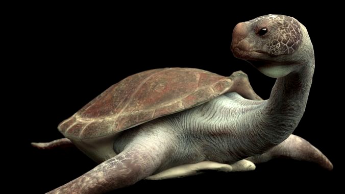 Turtle