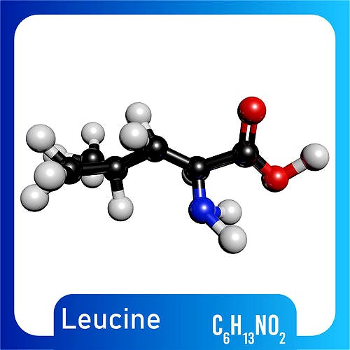 Leucine 3D Model C6H13NO2