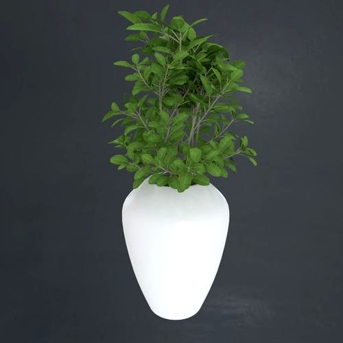 Vaso com Planta