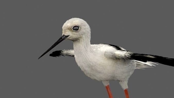 Realistic Stilt bird with feather