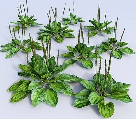 plantains set fleaworts Plantago