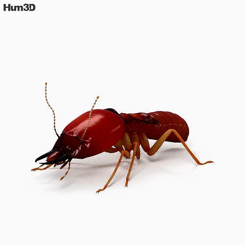 Termite HD