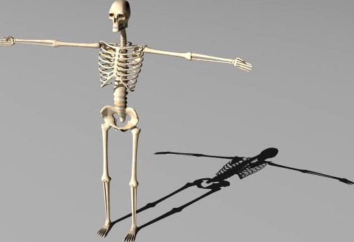 Rigged skeleton 3D Model