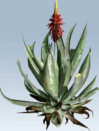 Aloe vera