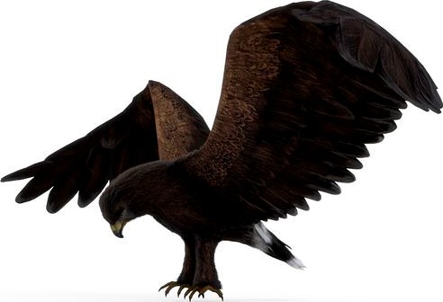 White-tailed Hawk Fur