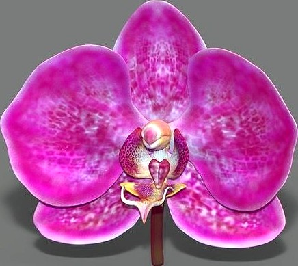 Orchid Phalaenopsis