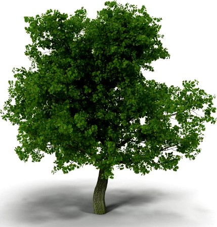 Broadleaf maple green 3D Model