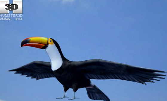 Toco Toucan Ramphastos Toco 3D Model