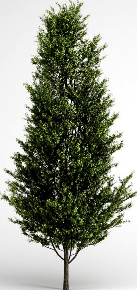 CGAxis Common Aspen 13 3D Model