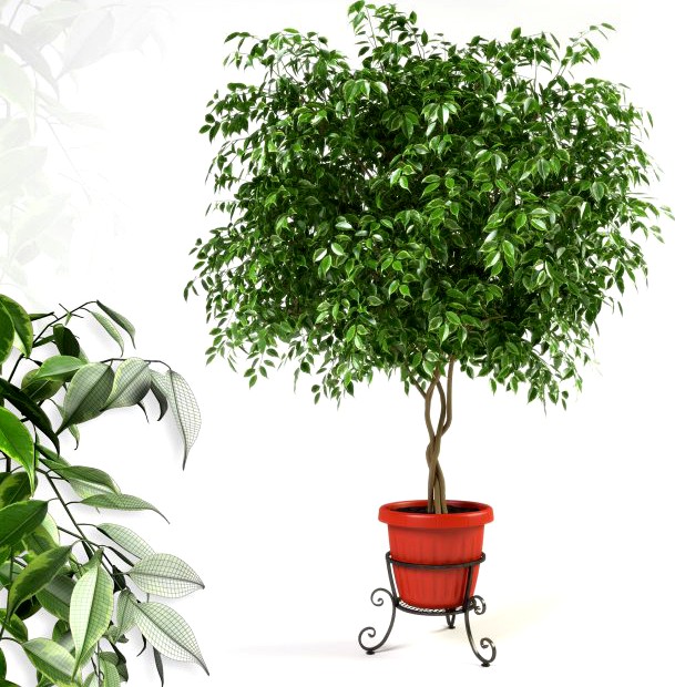 Ficus Benjamina 3D Model