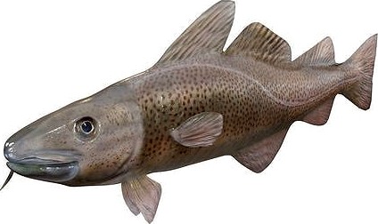 Cod Fish