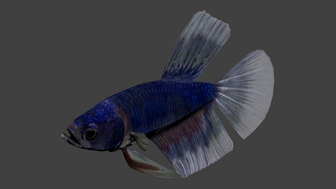 Betta