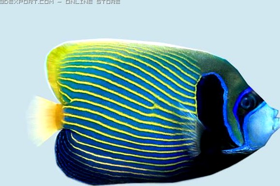 Parrot fish 3D Model