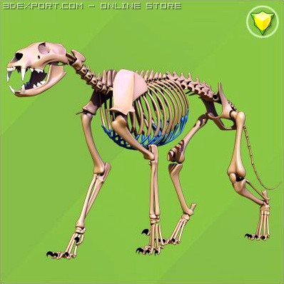 Lion skeleton 3D Model