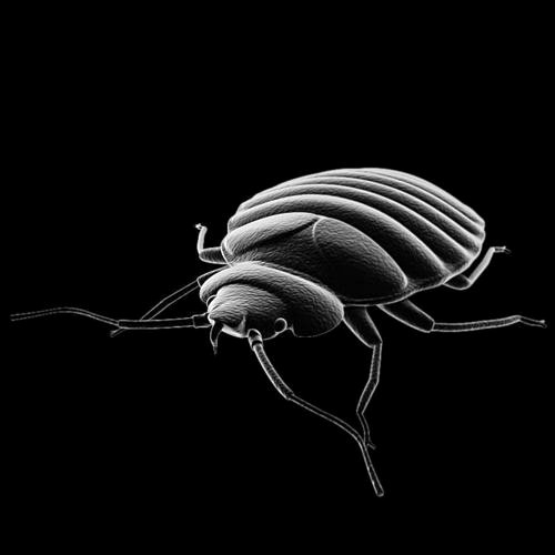 BedBug