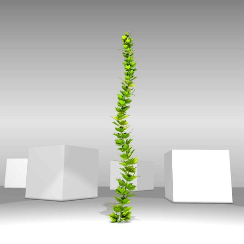 Grapevine Version 1