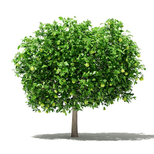 Pomelo Tree with Fruits 3d model