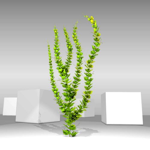 Grapevine Version 6