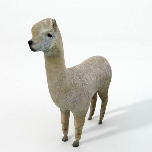Llama