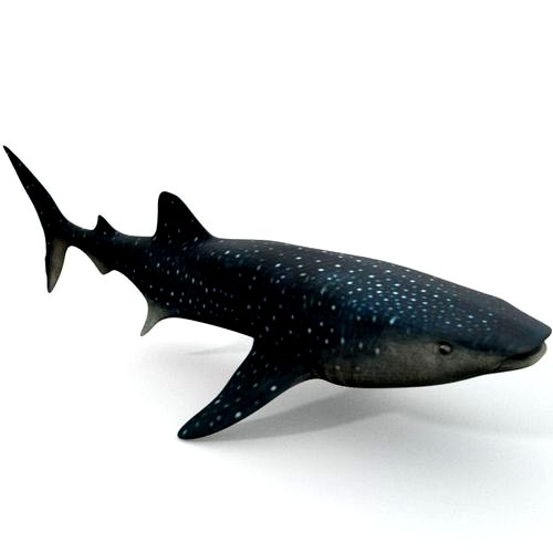 Whale Shark